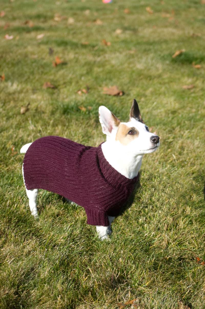 Pure Baby Alpaca Dog Sweater Mt Caesar Alpacas
