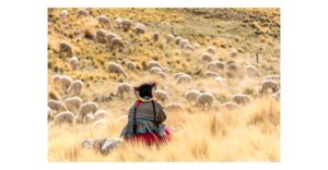 Alpaca farmer overseeing her herd in Peru