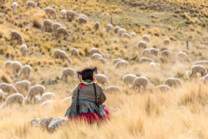 Alpaca Shepherd gazing over her herd of alpacas in Peru
