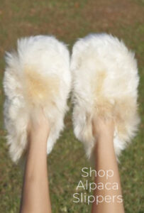 Shop Alpaca Slippers