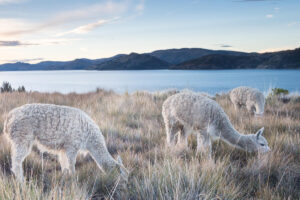 Our Knitwear Is Made From The Finest Alpaca Fiber