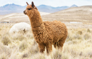 Our Alpaca Socks Are Made From The Highest Quality Alpaca Fiber And Have The Highest Content