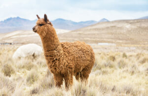Our Alpaca Socks Are Made From The Highest Quality Alpaca Fiber And Have The Highest Content