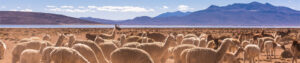 Mt. Caesar Alpacas Has Practiced Sustainability Since Our Inception In 2005