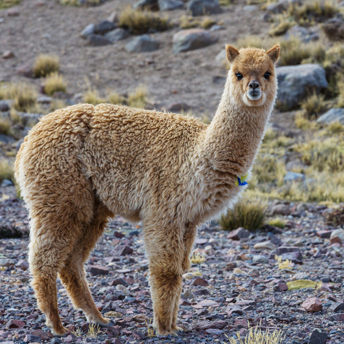 Alpaca Yearling In The Andes Mountains Of Peru