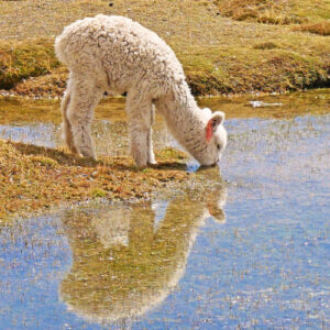 Baby Alpaca Drinking Water