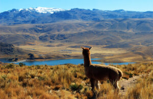 What Makes Mt. Caesar Alpacas Brand Special