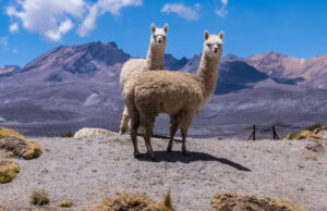 Since Our Inception In 2005, Mt. Caesar Alpacas Has Practiced Sustainability