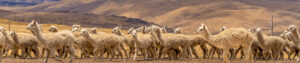 Alpaca herd in the Andes Mountains