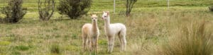 Two Baby Alpacas