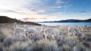 Natural, Sustainable Alpaca Clothing