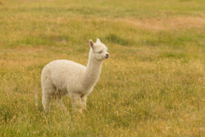A baby alpaca stands in a Peruvian field