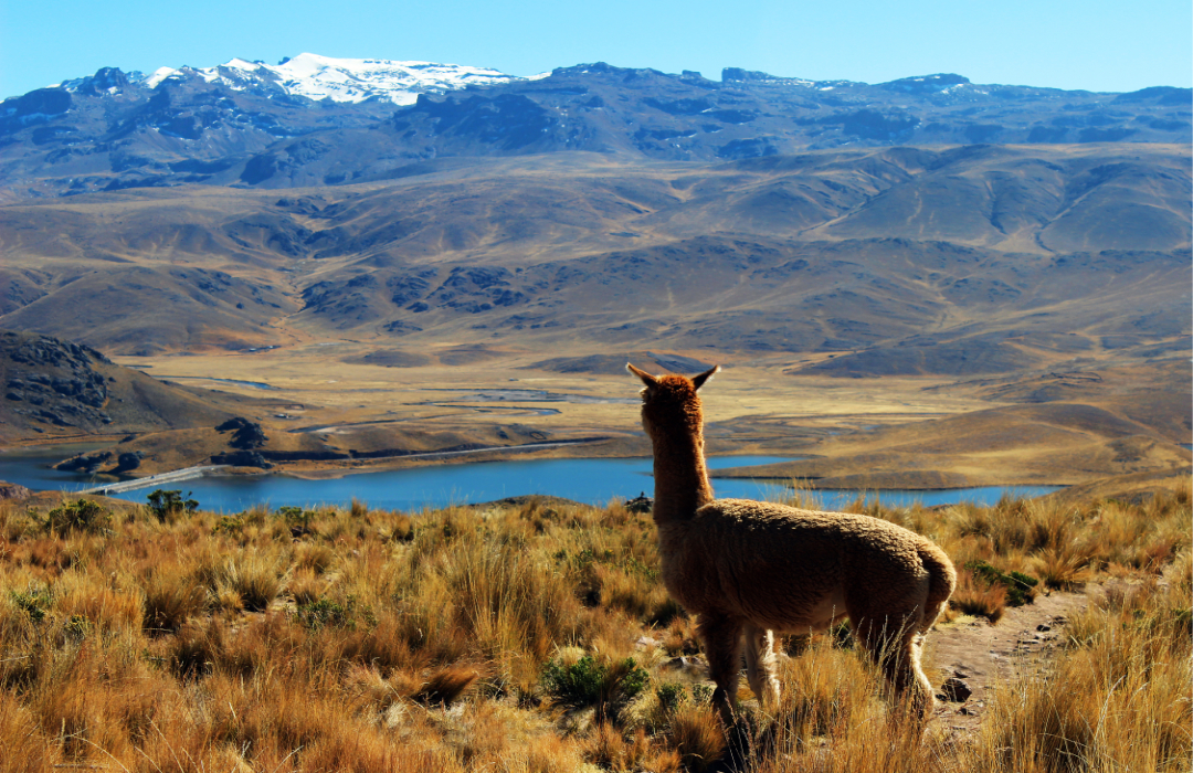 Mt. Caesar Alpacas Commitment To Sustainabillity