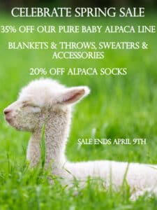 Mt. Caesar Alpacas Spring Sale. Up to 35% Off Our Entire Line Of Pure Baby Alpaca Sweaters, Blankets And Assessories.