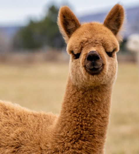 Pure Baby Alpaca Defined