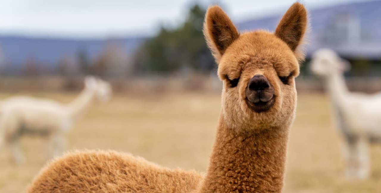 Mt. Caesar Alpacas Men's Sweaters are Comprised of 100% Pure Baby Alpaca Fiber