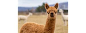 Mt. Caesar Alpacas Outdoor Apparel