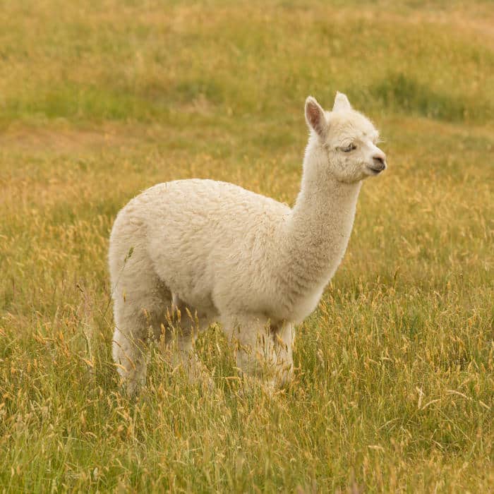Baby Alpaca Aurora