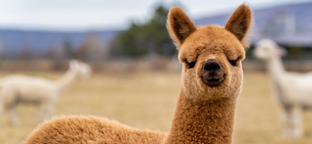 Mt. Caesar Alpacas Men's Sweaters are Comprised of 100% Pure Baby Alpaca Fiber