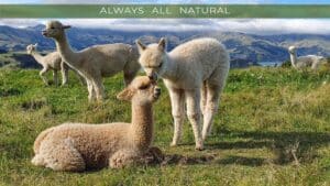 Mt. Caesar Alpacas Sweaters and Accessories are Always All Natural, Made with 100% Baby Alpaca Fiber with No Synthetics Added