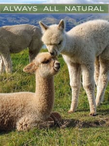 Mt. Caesar Alpacas Sweaters and Accessories are Always All Natural, Made with 100% Baby Alpaca Fiber with No Synthetics Added