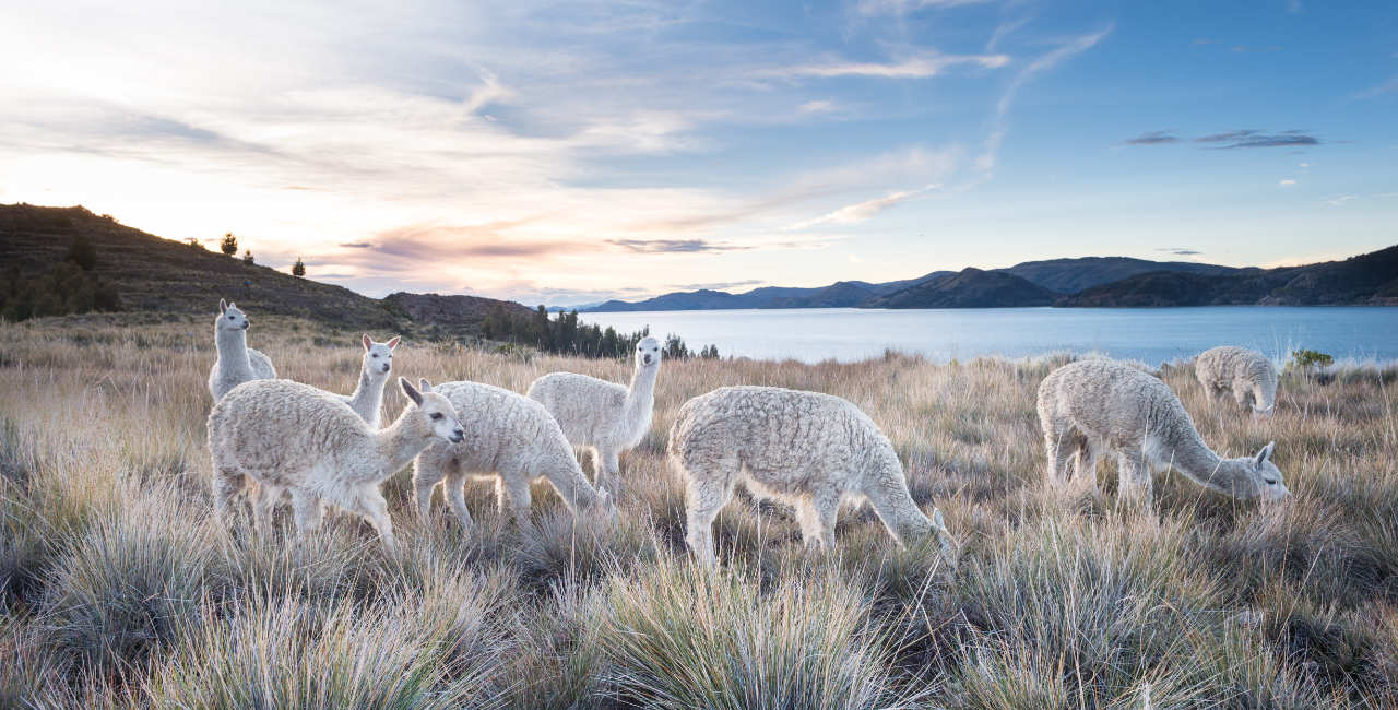 Our Alpaca Sweaters Are Made From 100% Pure Baby Alpaca Fiber And Royal Alpaca Fiber, The Finest, Softest Alpaca Fiber Grown 