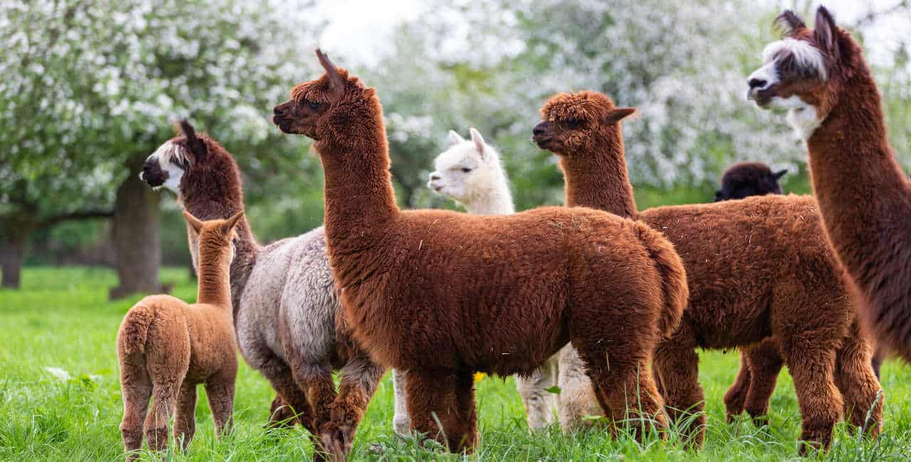 Our Alpaca Sweaters Are Made From 100% Pure Baby Alpaca Fiber And Royal Alpaca Fiber, The Finest, Softest Alpaca Fiber GrownOur Alpaca Sweaters Are Made From 100% Pure Baby Alpaca Fiber And Royal Alpaca Fiber, The Finest, Softest Alpaca Fiber Grown
