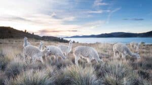 About Pure Baby Alpaca and Royal Alpaca Fiber by Mt. Caesar Alpacas