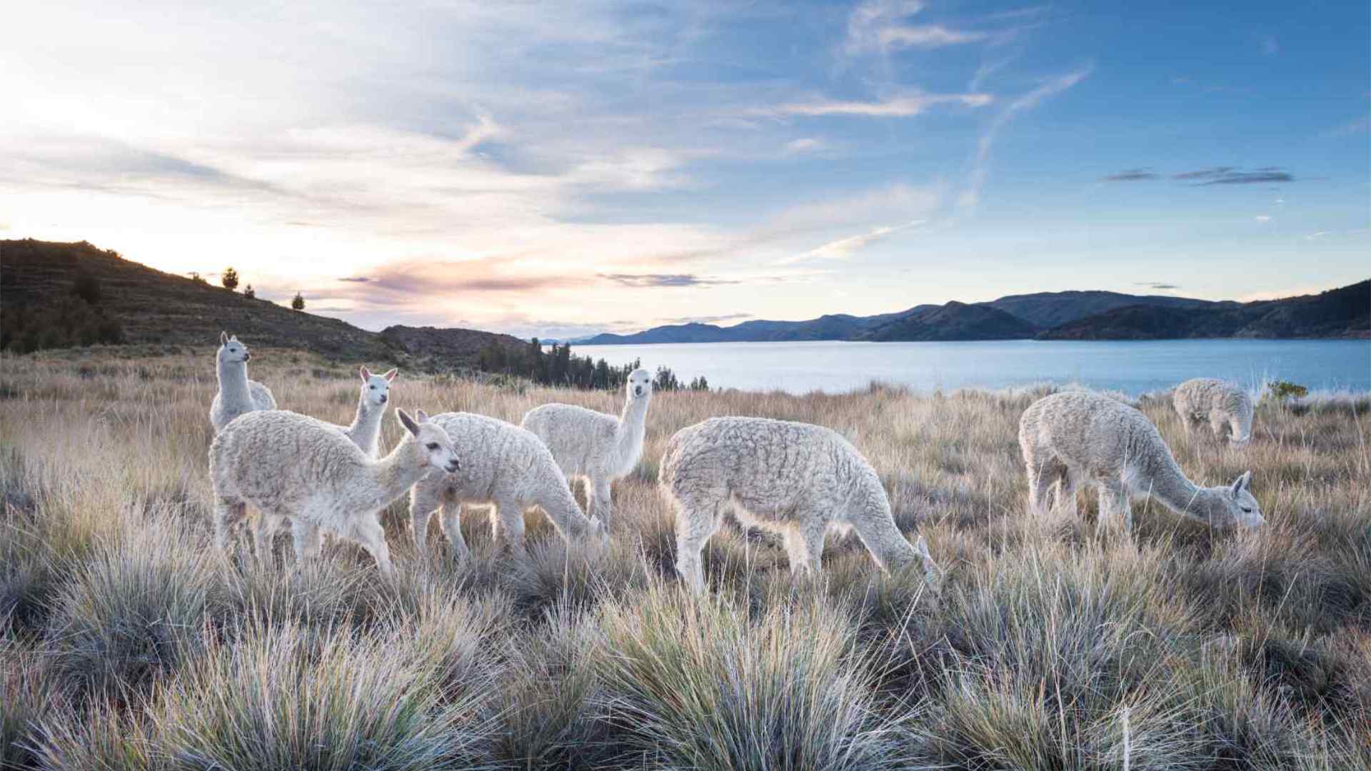 About Pure Baby Alpaca and Royal Alpaca Fiber by Mt. Caesar Alpacas