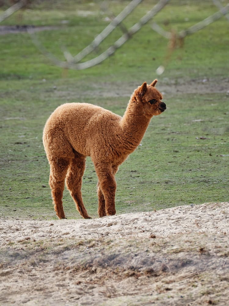 Baby Alpacas